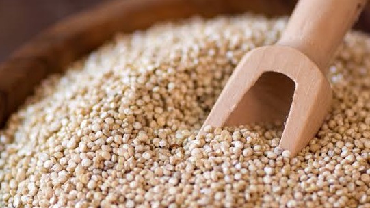 QUINOA SEED (CHENOPODIUM QUINOA, WHITE) 